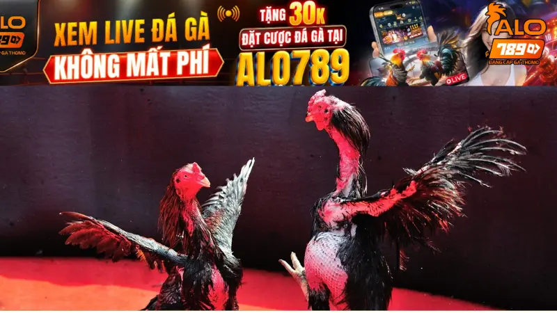 Khám phá chi tiết quy luật chơi đá gà hấp dẫn cho newbie