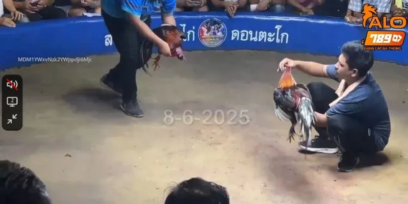 Tìm hiểu sân chơi trực tiếp đá gà tại ALO789 có gì hay?