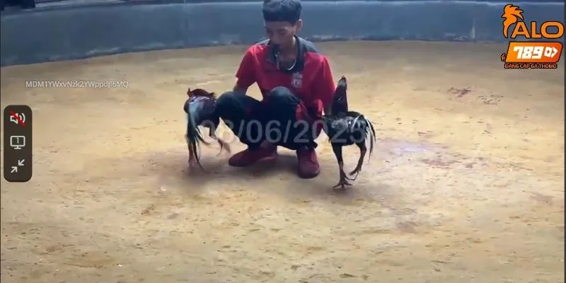 Điểm danh một số hình thức đá gà trực tiếp nổi bật nhất