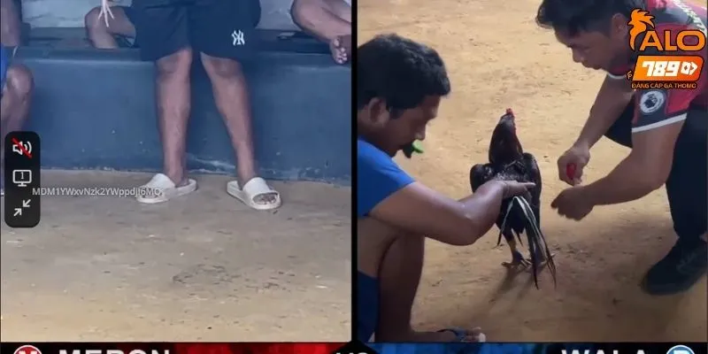 Sân chơi trực tiếp đá gà tại ALO789 có gì hay? Lưu ý khi chơi đá gà