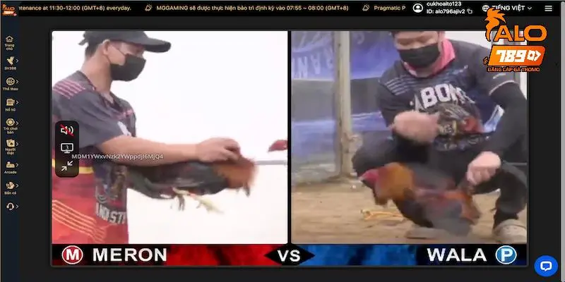 Đá gà Thomo là gì?