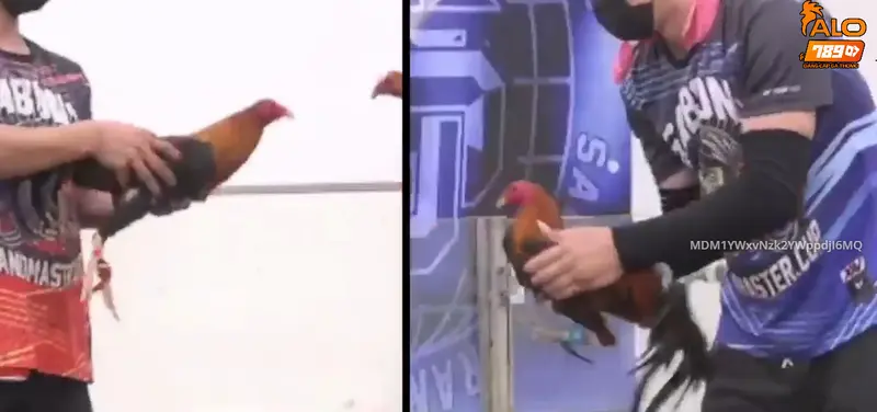 Hôm nay đá gà gì tốt?
