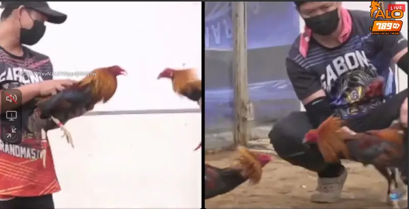 Khi xem hôm nay đá gà gì tốt cần chú ý những gì?