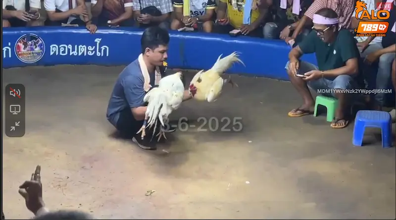 Lý do đá gà Thomo Hôm Nay được nhiều người yêu thích