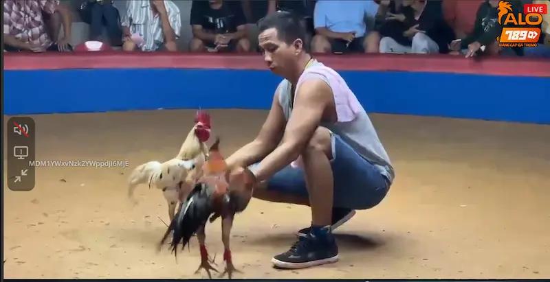 Tổng hợp loại hình đá gà Thomo Hôm Nay