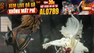 Tổng quan vô cùng rõ nét về game Đá Gà CPC1 cho anh em 2025