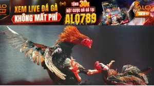 Đá Gà CPC3 - Trải nghiệm cá cược đỉnh cao mọi thời đại 2025