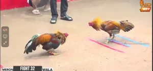 Đá gà ăn tiền online là gì - Tham gia cá cược tại ALO789