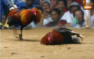 Đá gà casino 888 sôi động, thắng lớn tại sân chơi ALO789