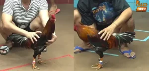 Xem đá gà Thomo - Trải nghiệm trận đấu kịch tính tại ALO789