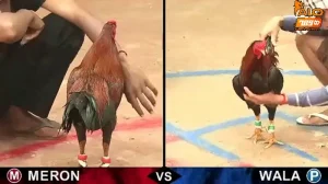 Hôm nay đá gà gì tốt - Tổng hợp bí kíp hay nhất tại ALO789