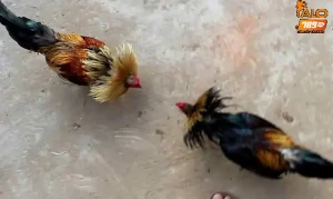 Trực tiếp đá gà C1 - Hình thức chọi gà quen thuộc tại ALO789